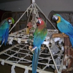 Macaws at play3