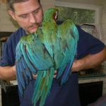 Harlequin baby with Chaz