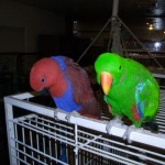Eclectus7