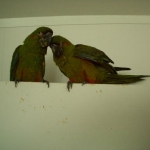 Baby Red Fronts