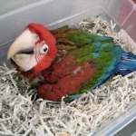 Greenwing 8wk