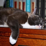 Too Pooped To Purr...