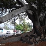 My Great Grandfathers Tree!  Well he didn't plant it but he admired it and read a Bat Masterson book under it, When they owned a bed and breakfast in SB. My Grandfather did the same many years later, And yes I read the same book under the same tree 100 yrs later. Lots of history and storys about this lovely fig tree.