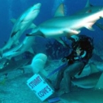 sharkdive