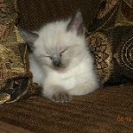 Lola 015