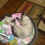 Lola tuckered out