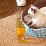 TGIF