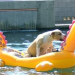 Puff the magic dragon.....lives by the sea