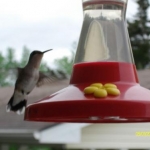 our little visitors, we get so many hummers!
