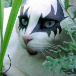 CatSimmons