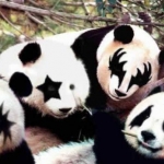 KISSPandas