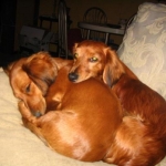 the fur babies