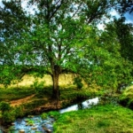 HDRTree