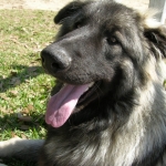Crazy Puppy aka Roku