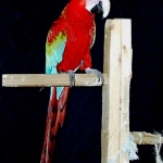 scully