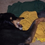 Maya loved having a mouth full of her blankets!
