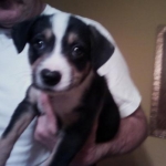 Baby dog :) He was so cute and tiny. Still cute, not so tiny now....
