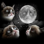 Grumpy Cat (2)