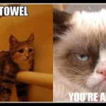 Grumpy Cat (5)