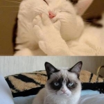 Grumpy Cat (9)