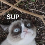 Grumpy Cat (31)