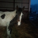 2013 01 11 17 23 36 choc paint
This filly is still pretty wary of people.