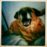 My awesome dog, Vega, yawning.