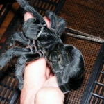 Grammostola pulchra