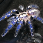 P. metallica