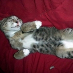 7/6/10 - Bubbles growing in his sleep.