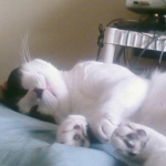 Sir Charles the Nappy