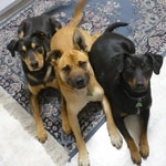 The beasties