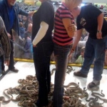 Rattlesnake Walkout