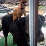 The two best dogs in the world.