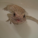 Jerry the savannah monitor and lizard king. Rescued from horrible neglect. I adopted him from my favorite reptile rescue shelter.