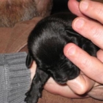 FingerNook