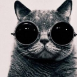 hippiecaat