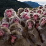 many monkeys