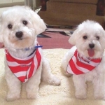 Patriotic Pups