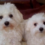 New Puppies
