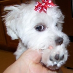 Binki and Binko's Cousin Daisy
