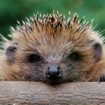 Hedgehog 1920x1080