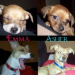 puppys