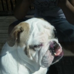 MY BULLDOG