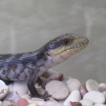 only a few weeks old