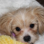 MollyDolly