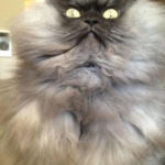 ...... looking cat 20