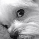 Peanut bw