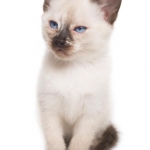 Cotton