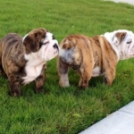 Sir Meatball and Lady Tater Tot